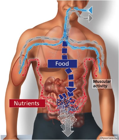 Обменная теория заболевания псором нарушение обмена веществ