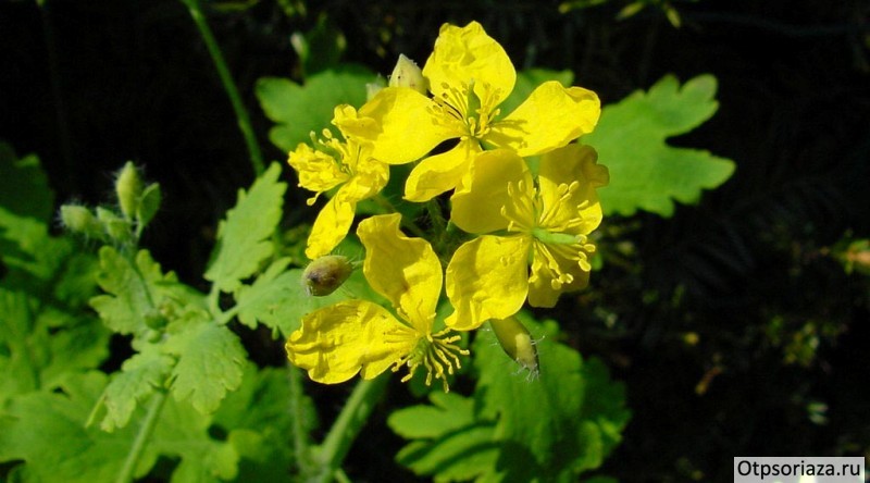 Чистотел Цветок чистотела