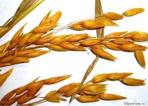 Овёс от псориаза Овёс