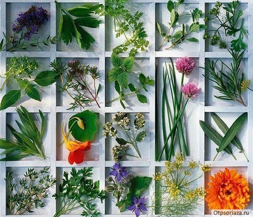 Сборы трав для лечения псориаза Сборы трав от псориаза