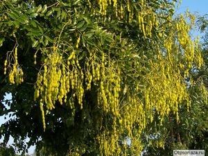 Софора японская от псориаза Японская софора