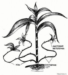 Золотой ус или каллизия душистая от псориаза золотой ус суставчик