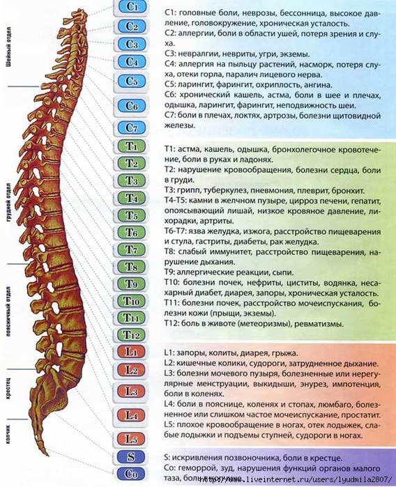 108945183_large_1pozvon Остеохондроз грудного отдела позвоночника