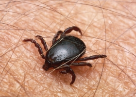 Профилактика тифа Профилактика тифа