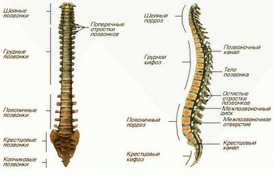 Анатомическое строение позвоночника Анатомическое строение позвоночника