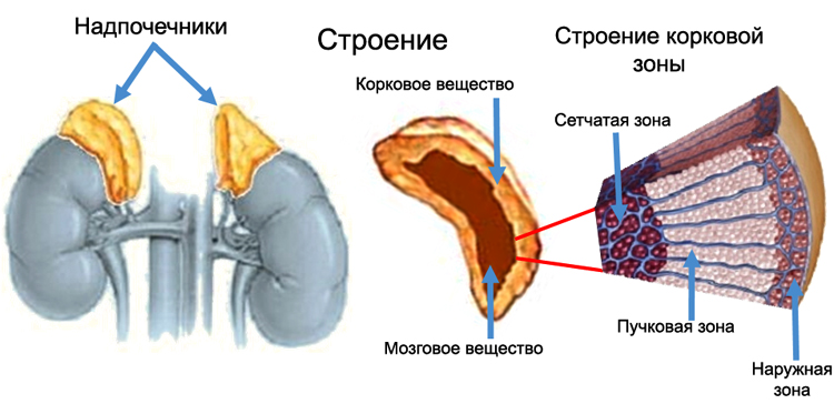Строение надпочечников