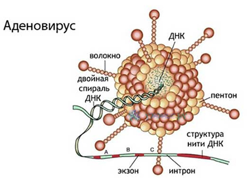 adenovirusnaya-infektsiya stroenie Аденовирусная инфекция