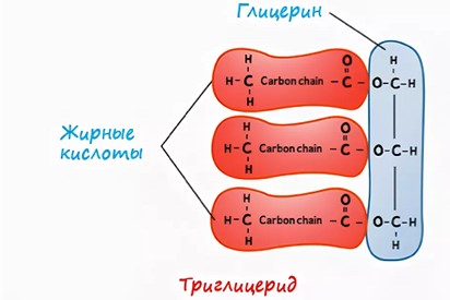 Триглицериды Триглицериды