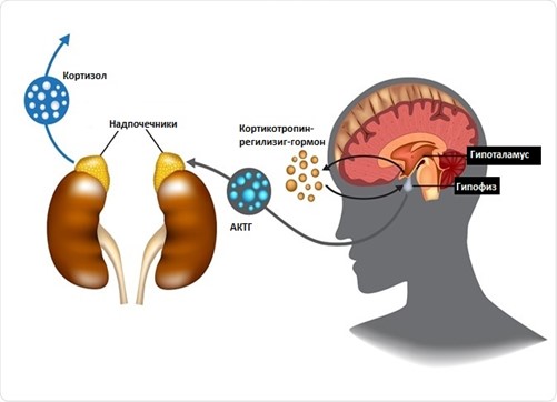 Механизм изменения содержания гормонов Механизм изменения содержания гормонов