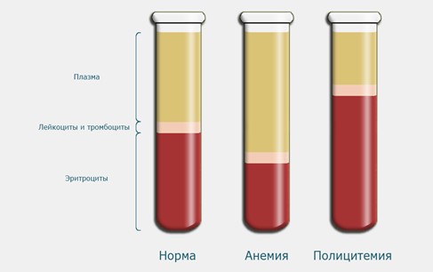 Что такое гематокрит в анализе крови? Что такое гематокрит в анализе крови?