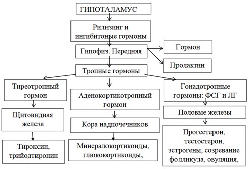 Схема гипоталамо-гипофизарной системы Схема гипоталамо-гипофизарной системы