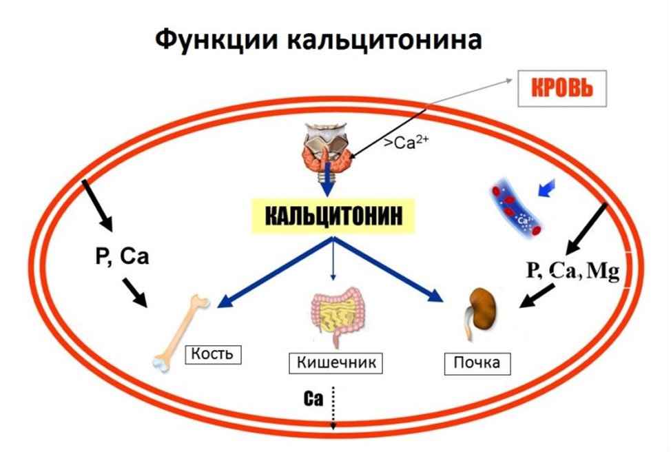 Кальцитонин регулирует фосфорно-кальциевый обмен, обеспечивает высокую минеральную плотность костей, активирует синтез коллагена в костной ткани, активизирует процесс выведения кальция с мочой, уменьшает всасывание кальция в кишечнике Кальцитонин регулирует фосфорно-кальциевый обмен, обеспечивает высокую минеральную плотность костей, активирует синтез коллагена в костной ткани, активизирует процесс выведения кальция с мочой, уменьшает всасывание кальция в кишечнике