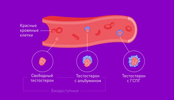 analiz-na-testosteron-02 Разница свободного и общего тестостерона