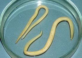 Аскариды, фото Аскариды, фото