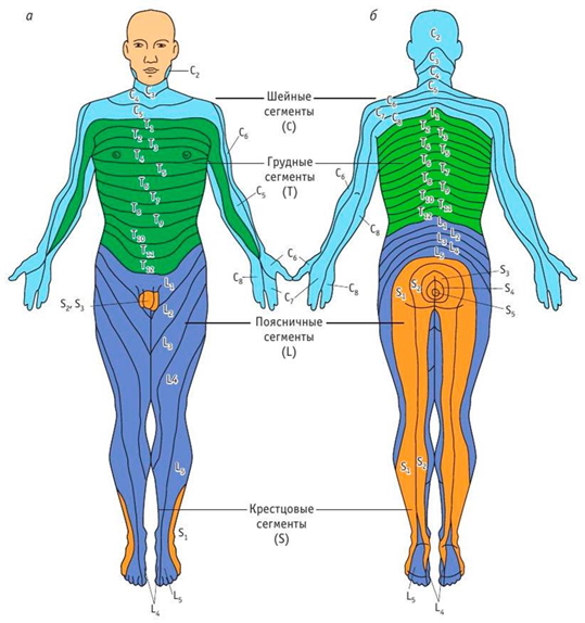 Корешковый синдром Корешковый синдром