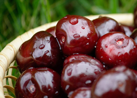 Черешня при грудном вскармливании Черешня при грудном вскармливании