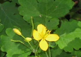 Чистотел Чистотел