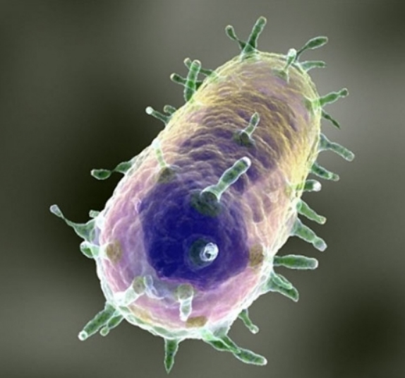 chuma-bubonnaya-chuma bakteria Чума (бубонная чума)