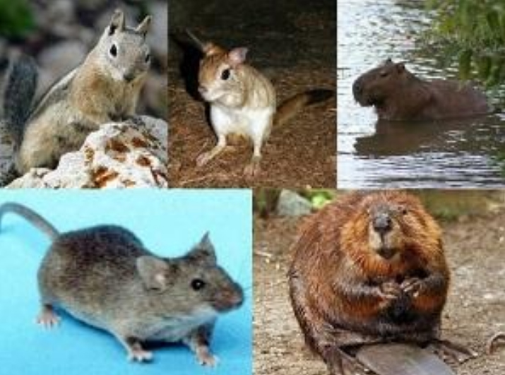 chuma-bubonnaya-chuma perenoschiki Чума (бубонная чума)