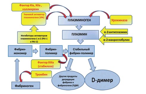 Происхождение D-димера Происхождение D-димера