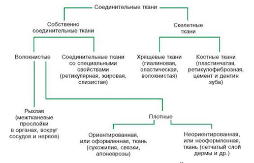 Дисплазия соединительной ткани Дисплазия соединительной ткани