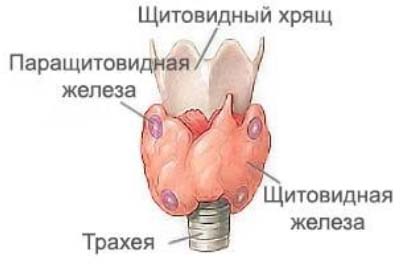 giperparatireoz-2 geleza Гиперпаратиреоз