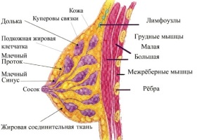 О строении молочной железы О строении молочной железы