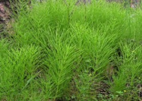 Хвощ полевой Хвощ полевой