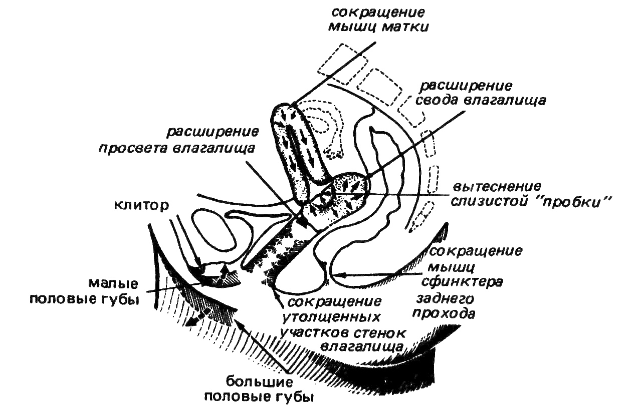 Изменения, происходящие в половых органах женщины во время оргазма