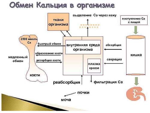 kalczinoz obmen calcia Кальциноз
