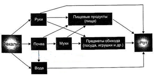 Распространение кишечной палочки Распространение кишечной палочки