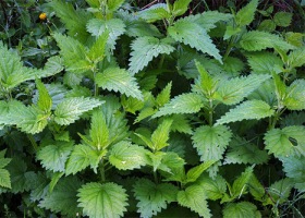 Крапива двудомная Крапива двудомная