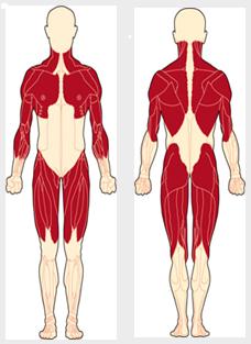 Миопатия (мышечная дистрофия) Миопатия (мышечная дистрофия)