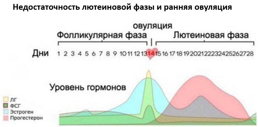 nedostatochnost-…yaya-ovulyacziya 1 Недостаточность лютеиновой фазы и ранняя овуляция