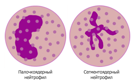 Нейтрофилы Нейтрофилы