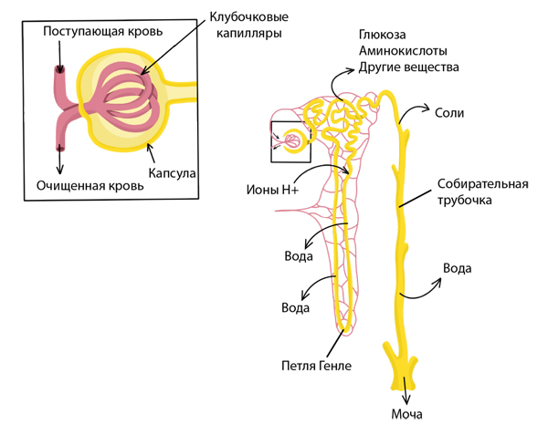 Схематическое изображение процесса образования мочи в нефроне (структурной единице почки) Схематическое изображение процесса образования мочи в нефроне (структурной единице почки)