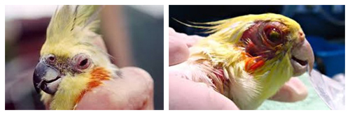 Орнитоз у попугаев Орнитоз у попугаев