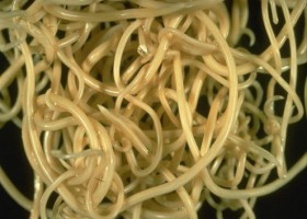 Острицы, фото Острицы, фото