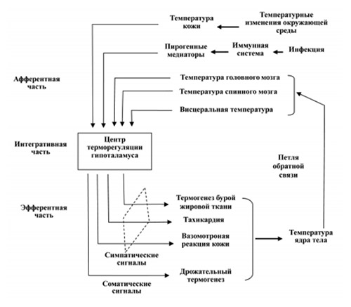 Озноб Озноб