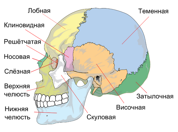 perelom-kostej-cherepa 1 Перелом костей черепа