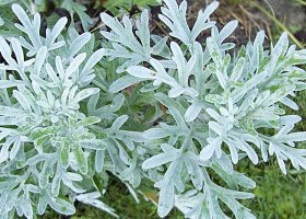 Полынь Полынь