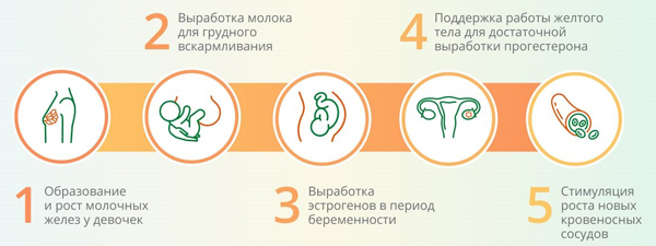 Процессы, которые регулирует пролактин Процессы, которые регулирует пролактин