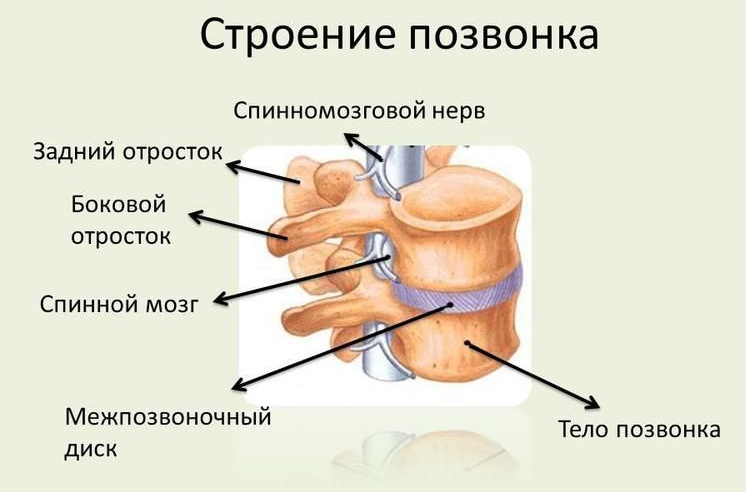 protruziya-diskov-pozvonochnika stroenie Протрузия дисков позвоночника