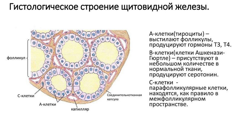 rak-shhitovidnoj-zhelezy 1 Рак щитовидной железы