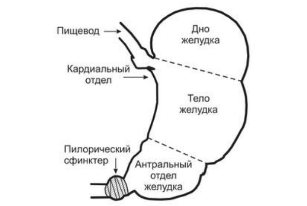 rak-zheludka sxems Рак желудка