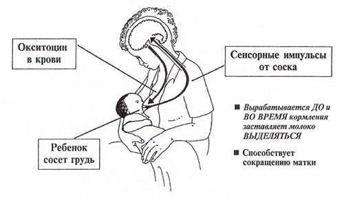Рефлекс выброса молока (рефлекс Окситоцина) Рефлекс выброса молока (рефлекс Окситоцина)