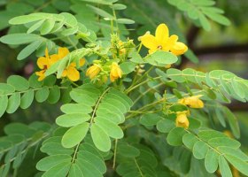 Сенна Сенна