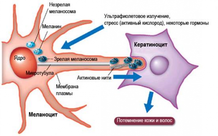 Схема процесса потемнения кожи и волос