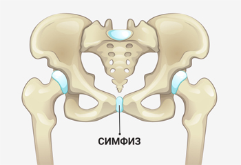 Симфиз Симфиз