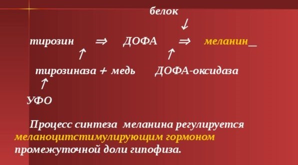 Синтез меланина